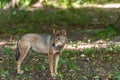 Lonely gray wolf met in the forest Royalty Free Stock Photo